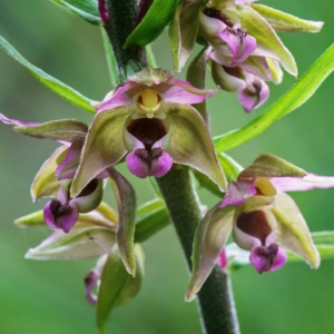 Brede wespenorchis