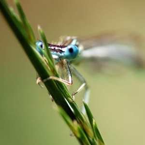 Blauwe breedscheenjuffer