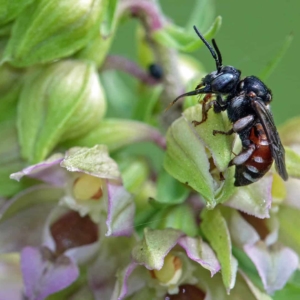 Brede wespenorchis met bonte viltbij