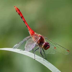 Bloedrode heidelibel