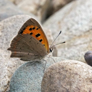 Kleine vuurvlinder