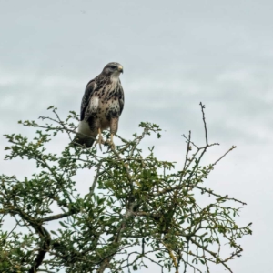 Buizerd