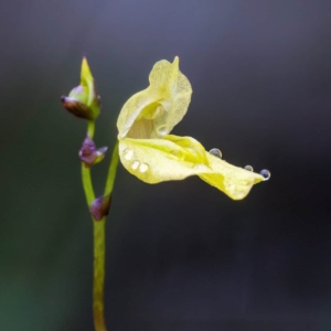 Bloem van klein blaasjeskruid