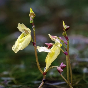 Bloem van klein blaasjeskruid