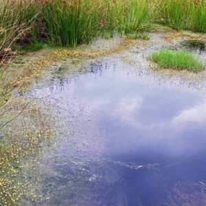 Klein blaasjeskruid in de Groote Peel