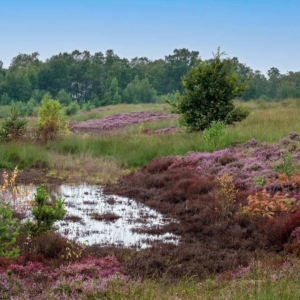 Bloeiende heide in de Groote Peel