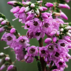 Bloemtjes van de heide zijn van dichtbij ook erg mooi.