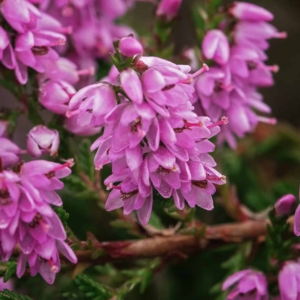 Bloemtjes van de heide zijn van dichtbij ook erg mooi.