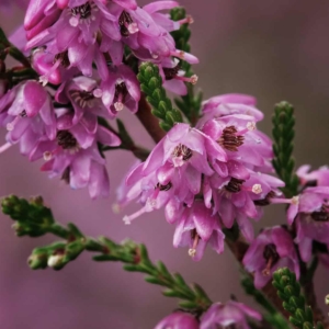 Bloemtjes van de heide zijn van dichtbij ook erg mooi.