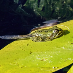 Voordat een kikkervisje een kikker wordt, is hij wel zijn kiewen kwijt maar zijn staart heeft hij nog. Die staart wordt in zijn lichaam opgenomen en dan is het een compleet inie-mini klein kikkertje van zo&#039;n 1,5 cm. Pas over twee jaar is het een volwassen geslachtsrijpe kikker.