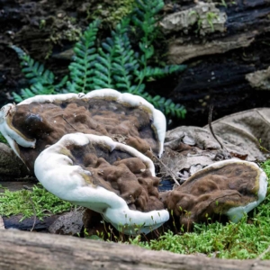 Dikrandtonderzwam (Ganoderma adspersum)