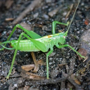 Zuidelijke boomsprinkhaan (Meconema meridionale)