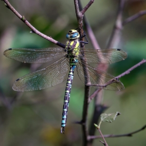 Blauwe glazenmaker (Aeshna cyanea)