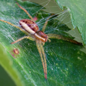 Gerande Oeverspin (Dolomedes fimbriatus)