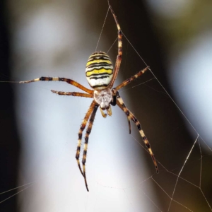 Vijf foto&#039;s van de Wespspin met telkens een andere achtergrond. Door de camera iets naar links, rechts, omhoog of omlaag te bewegen. Zo zie dat de achtergrond er zeker ook toe doet.