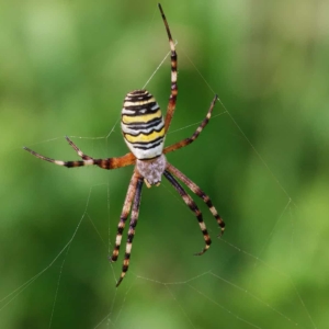 Vijf foto&#039;s van de Wespspin met telkens een andere achtergrond. Door de camera iets naar links, rechts, omhoog of omlaag te bewegen. Zo zie dat de achtergrond er zeker ook toe doet.