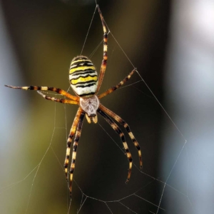 Vijf foto&#039;s van de Wespspin met telkens een andere achtergrond. Door de camera iets naar links, rechts, omhoog of omlaag te bewegen. Zo zie dat de achtergrond er zeker ook toe doet.