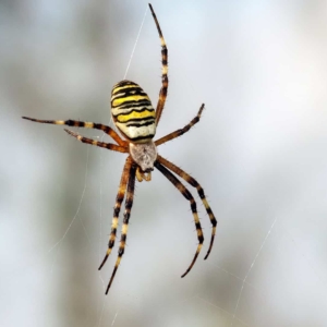 Vijf foto&#039;s van de Wespspin met telkens een andere achtergrond. Door de camera iets naar links, rechts, omhoog of omlaag te bewegen. Zo zie dat de achtergrond er zeker ook toe doet.