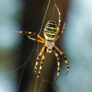 Vijf foto&#039;s van de Wespspin met telkens een andere achtergrond. Door de camera iets naar links, rechts, omhoog of omlaag te bewegen. Zo zie dat de achtergrond er zeker ook toe doet.