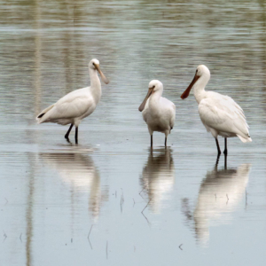 Drie jonge lepelaars.