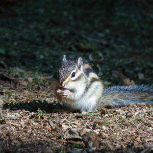 Siberische grondeekhoorn in het Wandelbos in Tilburg.