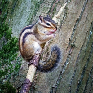 Siberische grondeekhoorn in het Wandelbos in Tilburg.