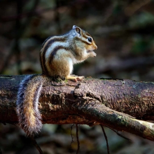 Siberische grondeekhoorn in het Wandelbos in Tilburg.