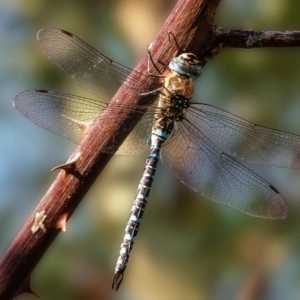 Blauwe glazenmaker (Aeshna cyanea)