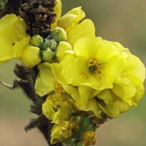 Bloemen van de koningskaars.