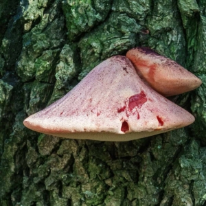 De biefstukzwam (Fistulina hepatica) is inderdaad wel eetbaar maar schijnt tamelijk zuur te smaken.