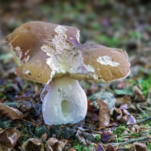 Aan de knabbelsporen te zien doet dit eekhoorntjesbrood (Boletus edulis) zijn naam eer aan.