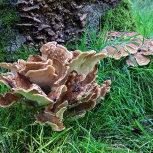 De reuzenzwam (Meripilus giganteus) is vaak mooi gevormd.