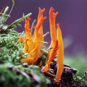 Kleverig koraalzwammetje (Calocera viscosa) op een andere plek.