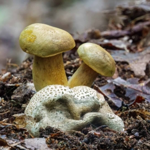 Die gele dat zijn kostgangerboleten (Pseudoboletus parasiticus), zij parasiteren op de aardappelbovist die ze helkemaal leegeten.