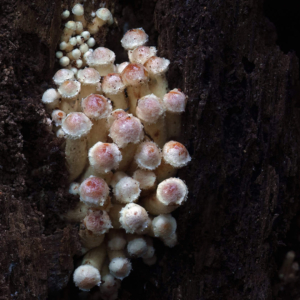 Het bleken rode zwavelkopjes (Hypholoma lateritium) te zijn.