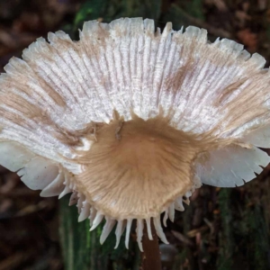 Helmmycena (Mycena galericulata) halfvergaan en van boven gefotografeerd.