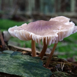 Helmmycena (Mycena galericulata)