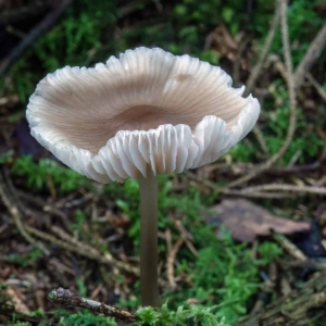 Helmmycena (Mycena galericulata)