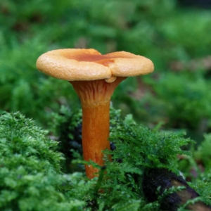 Valse hanenkam (Hygrophoropsis aurantiaca), niet verwarren met de lekkere eetbare echte hanenkam of cantharel.