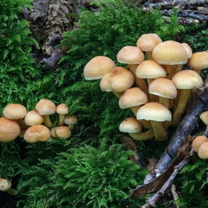 Dit is het gewone zwavelkopje (Hypholoma fasciculare)