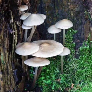 Ook de helmmycena (Mycena galericulata) groeit op dood hout.