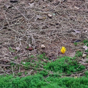 Leuk accent op de bosbodem. Het kleverig koraalzwammetje (Calocera viscosa)