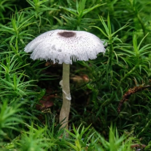 Spikkelplooiparasol (Leucocoprinus brebissonii) ook een kleintje.