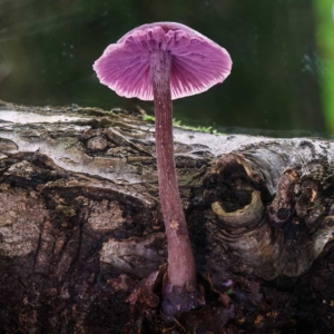 Amethistzwam (Laccaria amethystina) wordt ook wel rodekoolzwammetje genoemd.