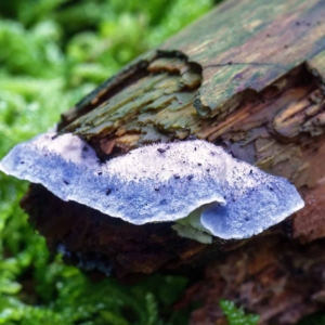 Blauwe kaaszwam (Cyanosporus caesius), hoe zou die aan zijn naam komen?