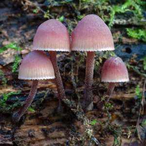 Bloedsteelmycena (Mycena haematopus), wanner je de steel breekt komt er rood sap uit.