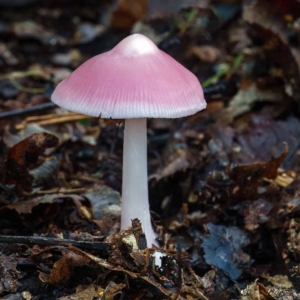 Heksenschermpje (Mycena rosea), leuk paddenstoeltje.