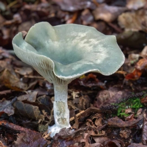 Groene anijstrechterzwam (Clitocybe odora) ruikt inderdaad naar anijs.