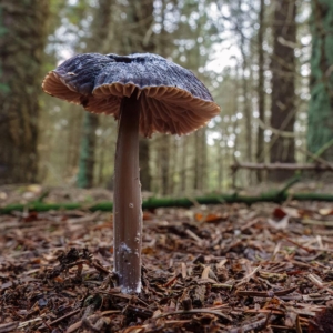 Blauwe satijnzwam (Entoloma nitidum) zeldzaam en er stond er maar één.