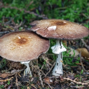 Schubbige boschampignon (Agaricus silvaticus)